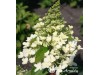 Hortenzija šluotelinė ,Magical Himalaya / Kolmahima' (lot. Hydrangea paniculata)